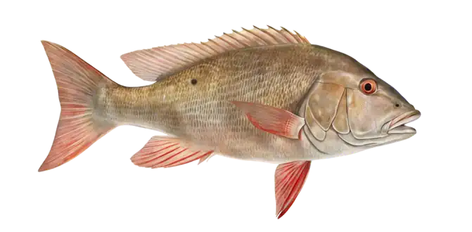 Mutton Snapper