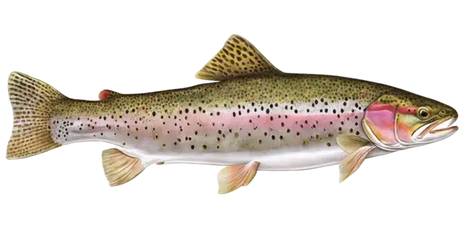 Rainbow Trout