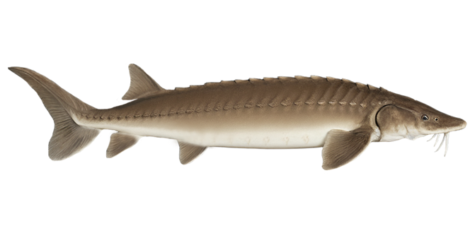 Lake sturgeon