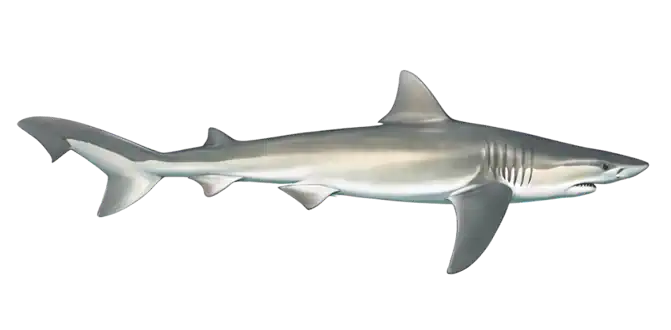 Tope Shark