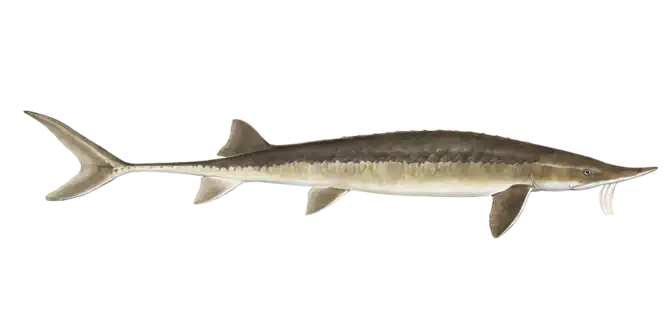 Shovelnose Sturgeon