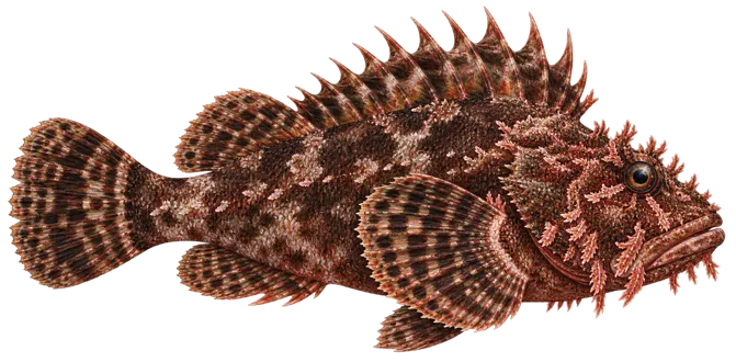 Black scorpionfish