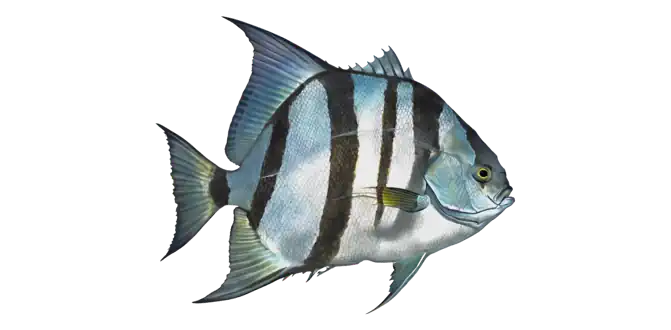 Atlantic Spadefish