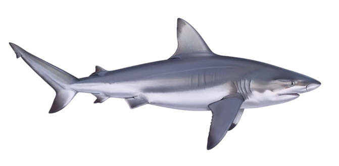 Sandbar shark