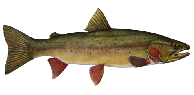 Yellowstone Cutthroat