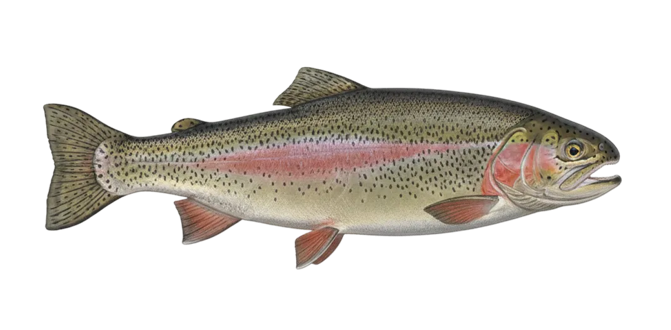 Lahontan cutthroat trout
