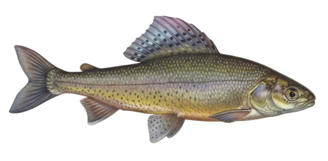 European grayling