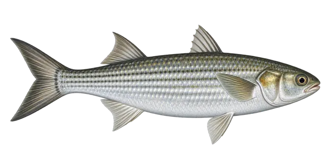 Golden grey mullet