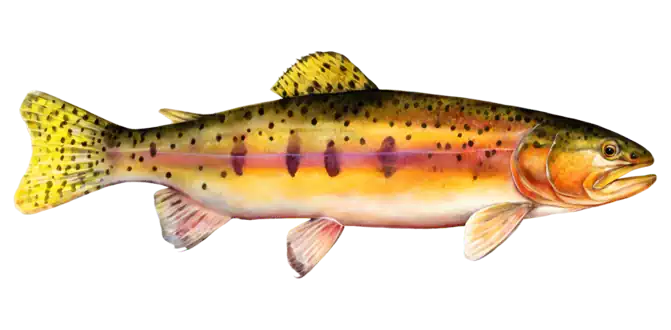 Golden Trout