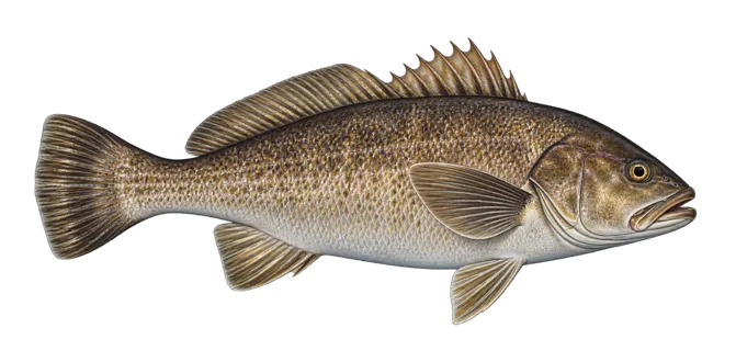 Brown meagre