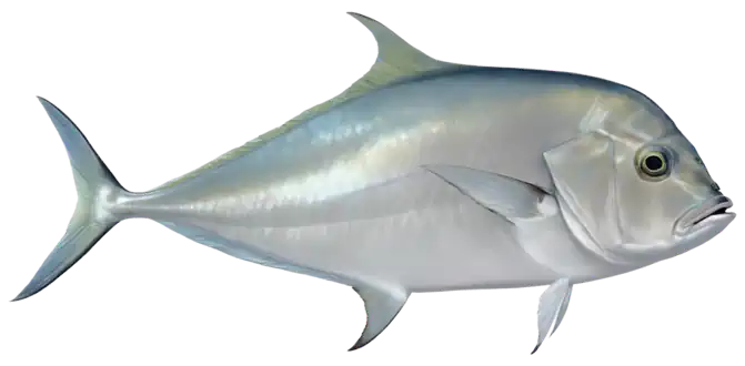 African Pompano