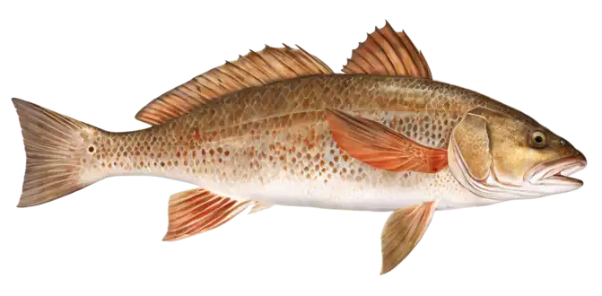 Red Drum