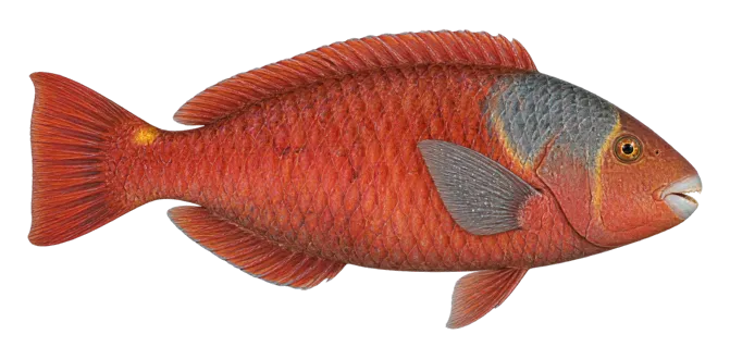Parrotfish