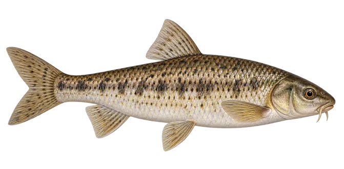 Gudgeon