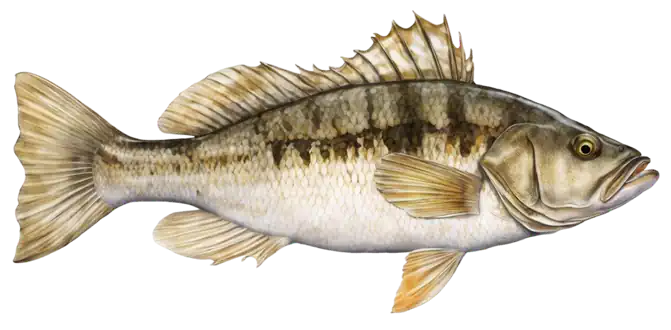 Kelp Bass