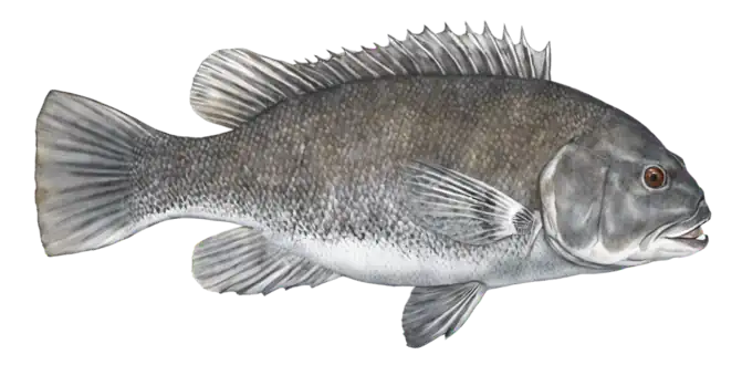 Tautog