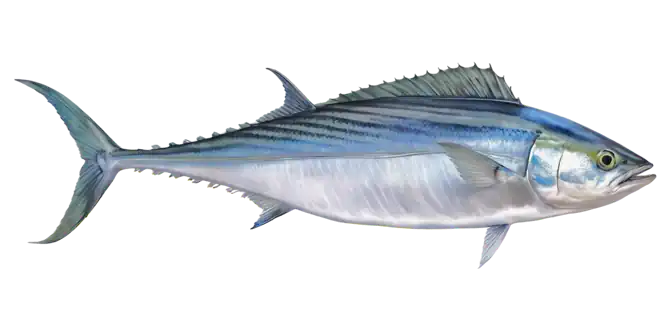 Atlantic Bonito