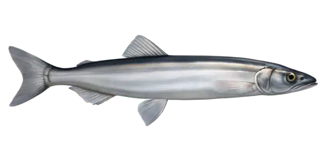 Capelin