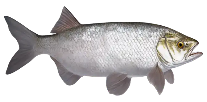 Goldeye