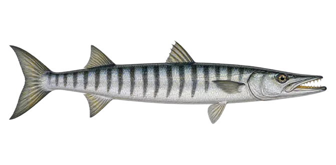 Yellowmouth barracuda