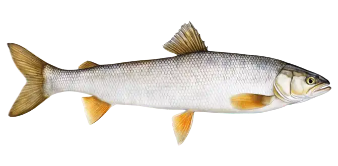 Round Whitefish