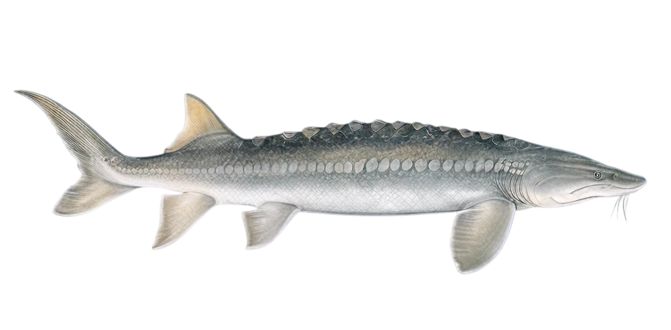 White sturgeon