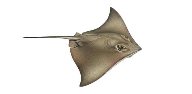Atlantic stingray