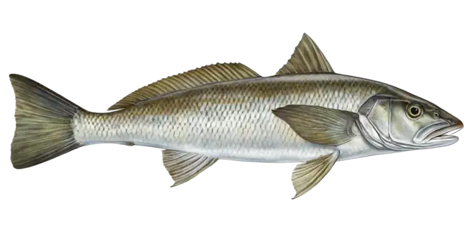California Corbina