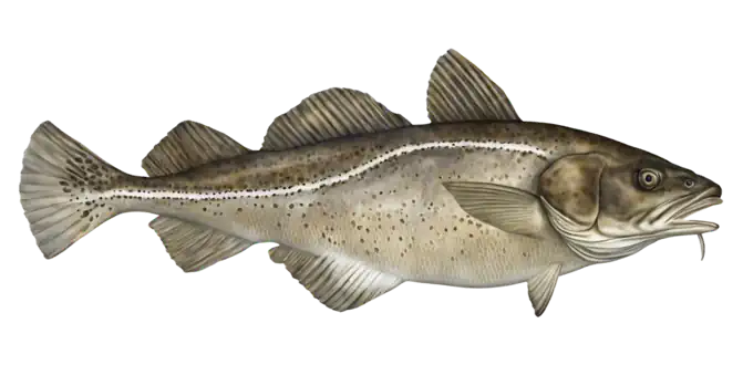 Atlantic Cod