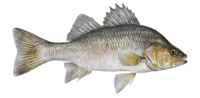 White Perch