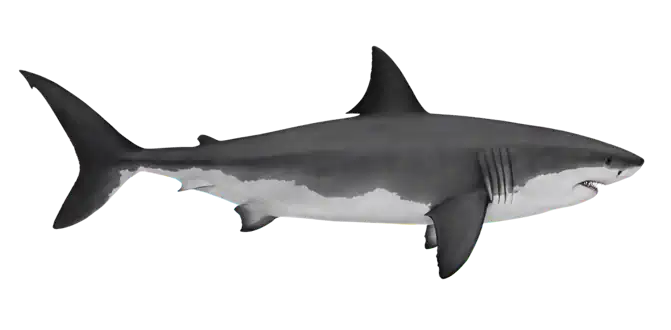 White Shark