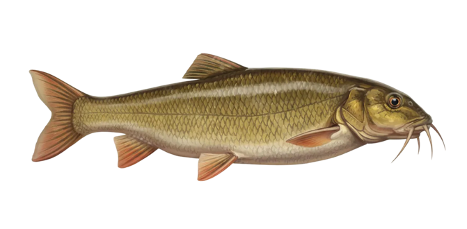 Barbel