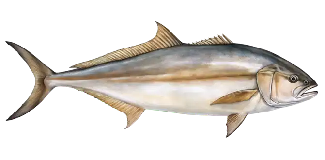 Greater Amberjack