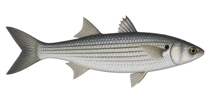 Thinlip grey mullet