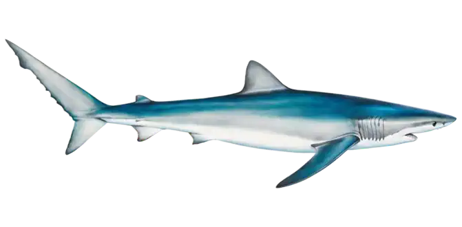 Blue Shark