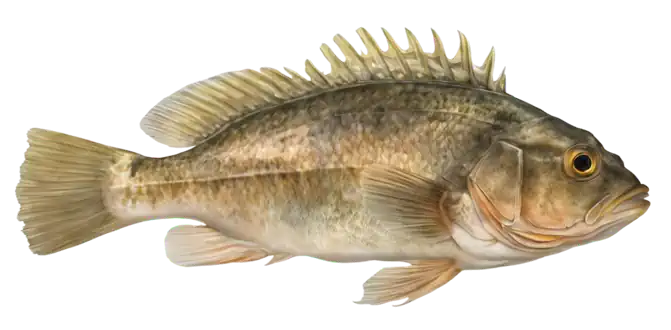Grass Rockfish