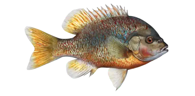 Redbreast Sunfish