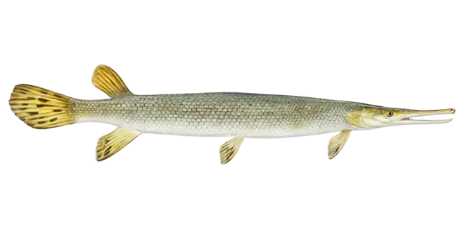 Shortnose Gar