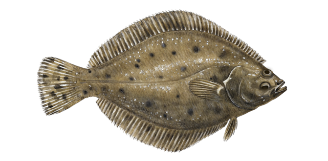 Summer flounder