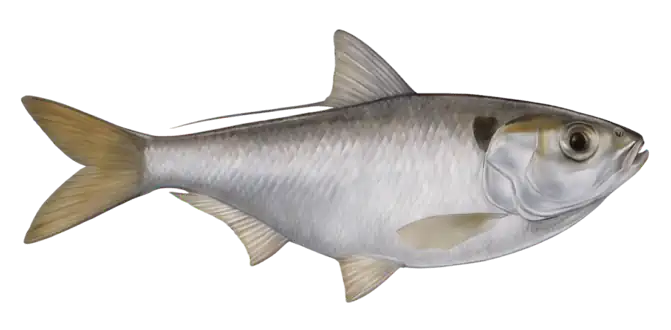 Threadfin Shad