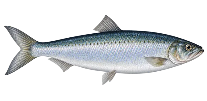 Atlantic herring