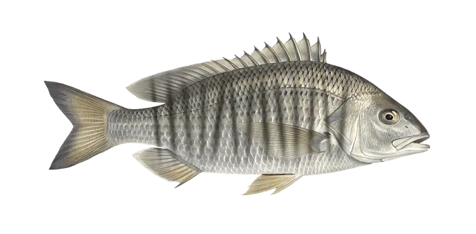 Sand steenbras