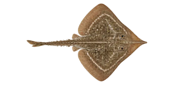 Small-eyed ray