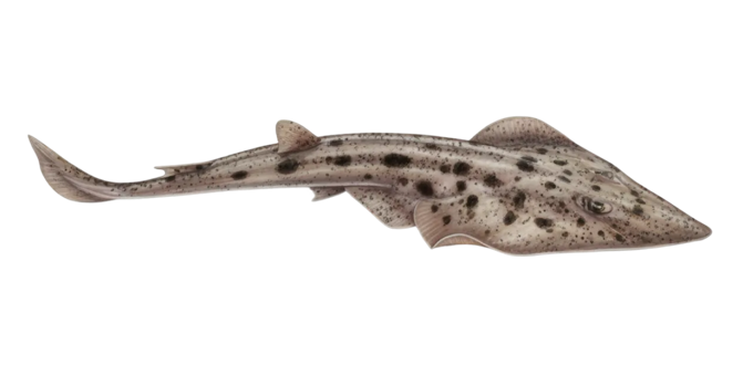 Pacific shovelnose guitarfish