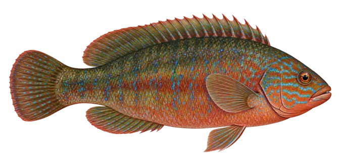 Peacock wrasse