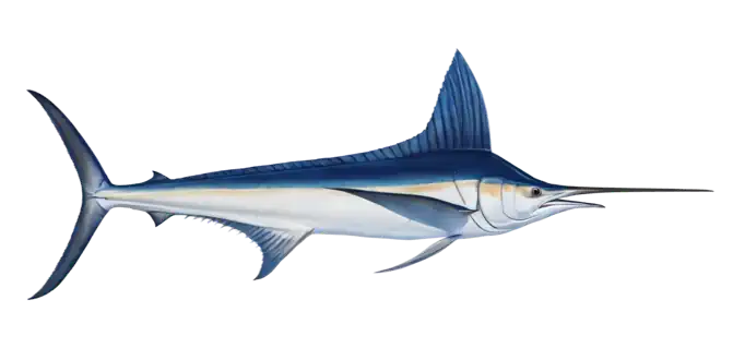 White Marlin