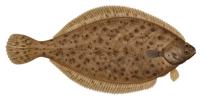 Sand sole