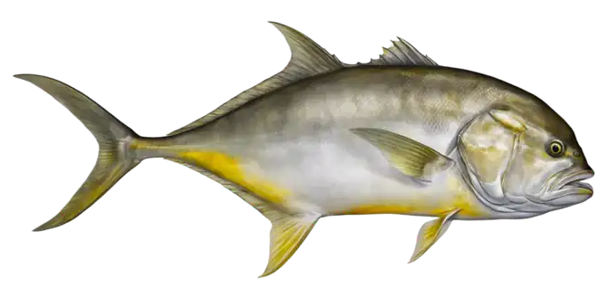 Pacific Crevalle Jack