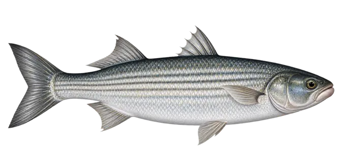 Thicklip grey mullet