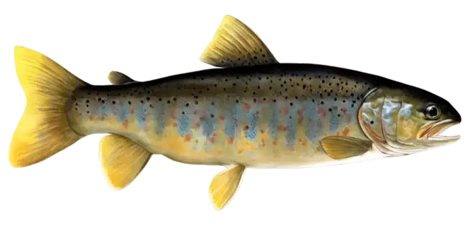Mediterranean Trout